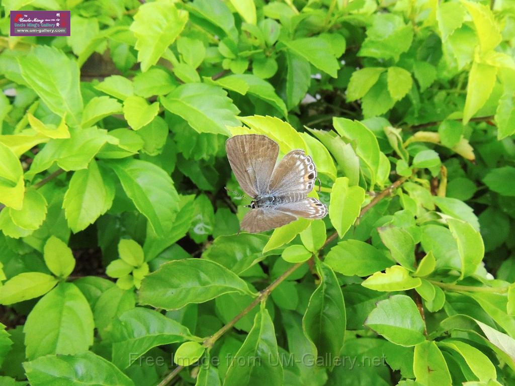 20130912bintan island-2_DSCN7050.JPG